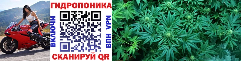 Бошки марихуана индика Шацк